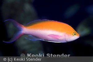 Pseudanthias bicolor