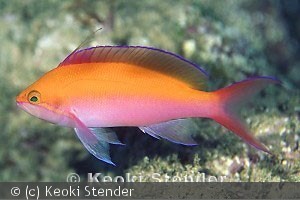 Pseudanthias bicolor