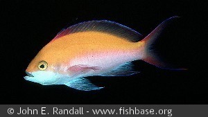 Pseudanthias bicolor - Hawaii