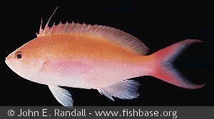Pseudanthias bicolor - Hawaii