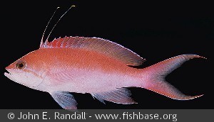 Pseudanthias bicolor - Mauritius