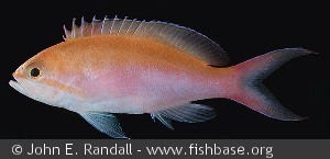 Pseudanthias bicolor - Papua Ny Guinea