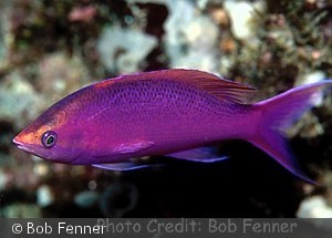 Pseudanthias pascalus