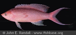 Pseudanthias pascalus - Fransk Polynesien