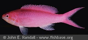 Pseudanthias pascalus - Marshall øerne
