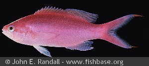 Pseudanthias pascalus - Ny Caledonien