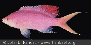 Pseudanthias pascalus - Sesoko øen