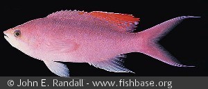 Pseudanthias pascalus - Palau