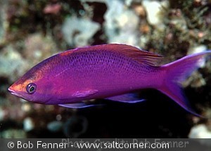 Pseudanthias pascalus