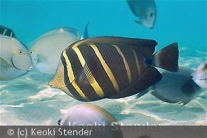 Zebrasoma veliferum