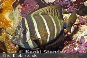 Zebrasoma veliferum