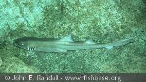 Chiloscyllium punctatum - Voksen