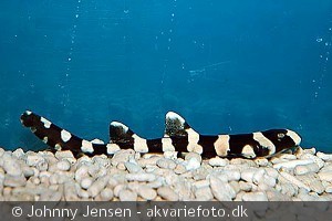 Chiloscyllium punctatum - Ungfisk