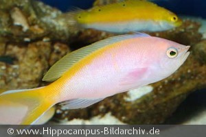 Nemanthias carberryi
