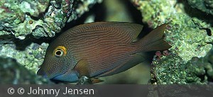 Voksen fisk