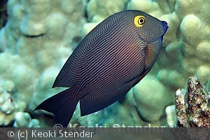 Voksen fisk