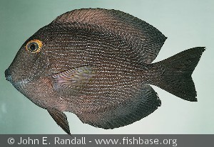Ctenochaetus strigosus - Hawaii