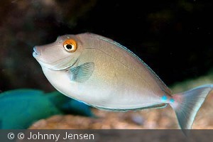 Naso unicornis