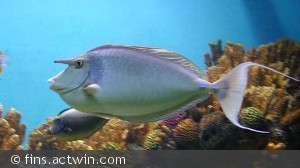 Naso unicornis over 35 cm.
