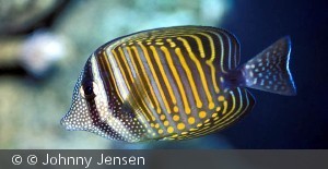 Zebrasoma desjardinii