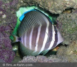 Zebrasoma desjardinii