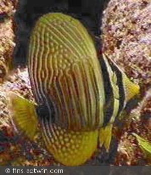 Zebrasoma desjardinii