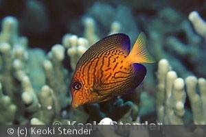 Juvenile, Puako, Hawaii, 50 feet