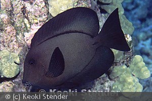 Kealakekua Bay, Hawaii, 10 feet