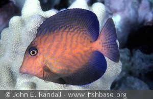 Ctenochaetus hawaiiensis - Ungfisk, Hawaii