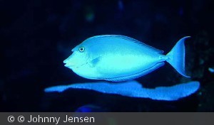 Naso brevirostris