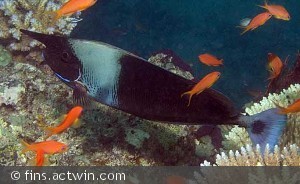 Naso brevirostris