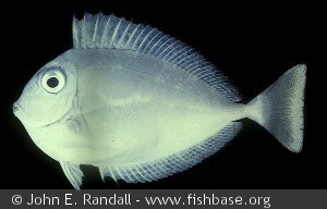 Naso brevirostris - Marshall øerne, Ungfisk