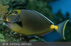 Naso lituratus