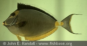 Naso lituratus - Guam