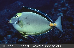 Naso lituratus - Hawaii