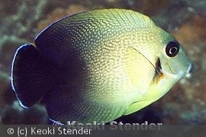 Juvenile, Wakatobi, Indonesia
