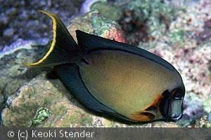 Wakatobi, Indonesia
