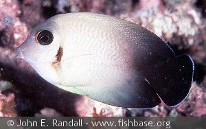 Acanthurus pyroferus - Palau