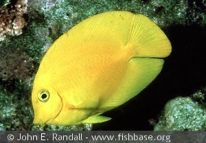 Acanthurus pyroferus - phillipinerne