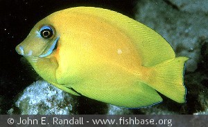 Acanthurus pyroferus  - Tahiti