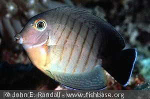 Acanthurus tristis