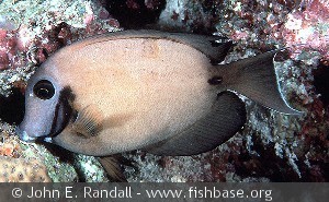 Acanthurus tristis - Maldiverne