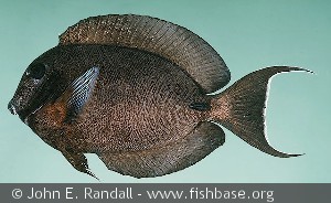 Acanthurus tristis - Sri Lanka