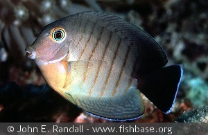 Acanthurus tristis - Thailand