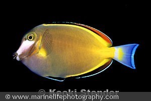 Acanthurus japonicus, Japan