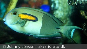 Voksen Fisk