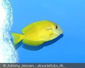 Ungfisk