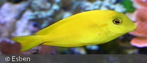 Ungfisk