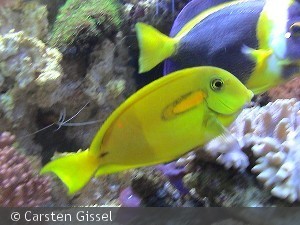 Overgang fra ungfisk til voksen