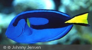 Paracanthurus hepatus